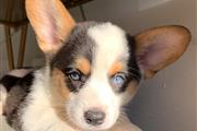 CACHORROS CORGI PARA ADOPCIÓN en Los Angeles