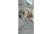 $350 : Cocker mix Yorkie thumbnail