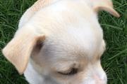 Chihuahua Puppies for sale en Seattle