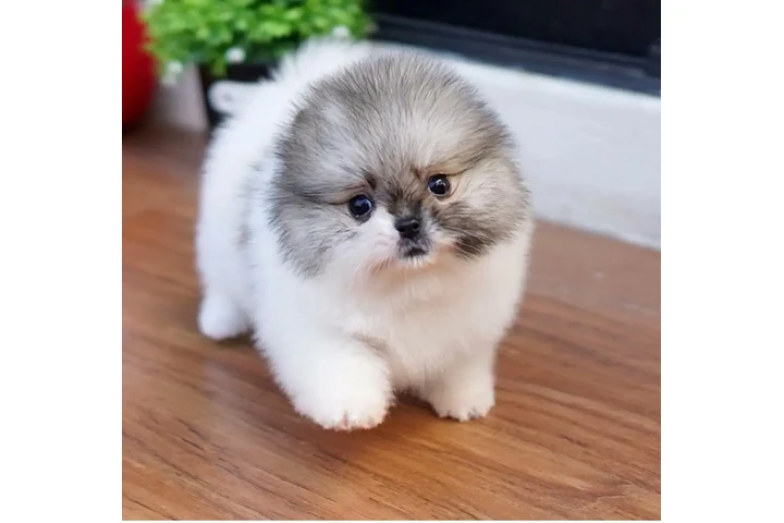 $85 : Teacup meillese image 1