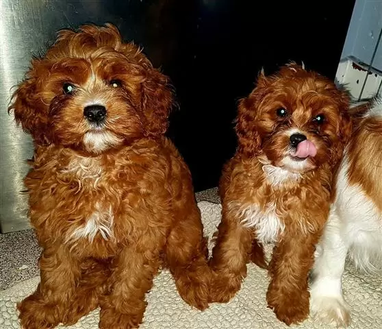 Cavapoos Puppies image 2
