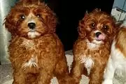 Cavapoos Puppies thumbnail