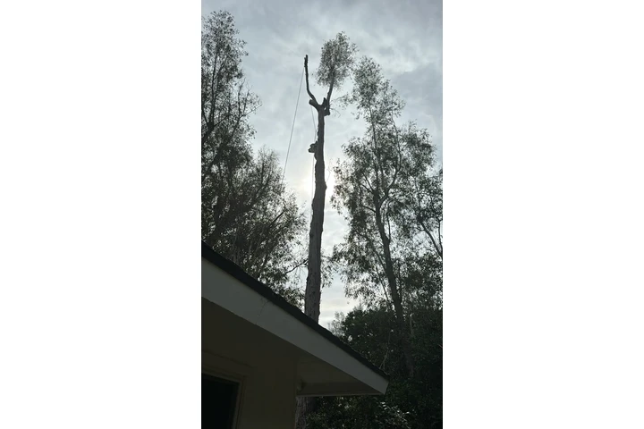 🌳 Cuidado Verde Total 💧 image 6