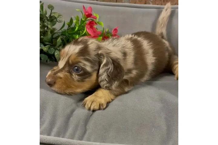 $650 : Dachshund puppy for sale image 1