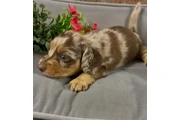 Dachshund puppy for sale en Birmingham