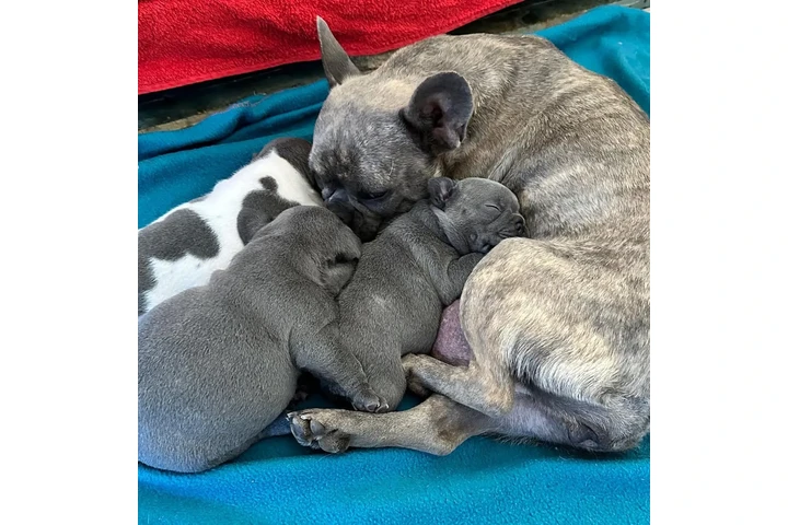$350 : Cachorros Bulldog Francés image 1