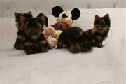 Cachorros Yorkie de raza pura en Indianapolis