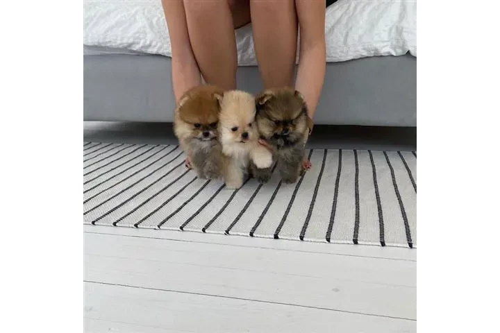 $350 : Pomerania en venta image 2