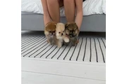 $350 : Pomerania en venta thumbnail