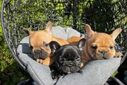 French bulldog puppy for sale en Jersey City