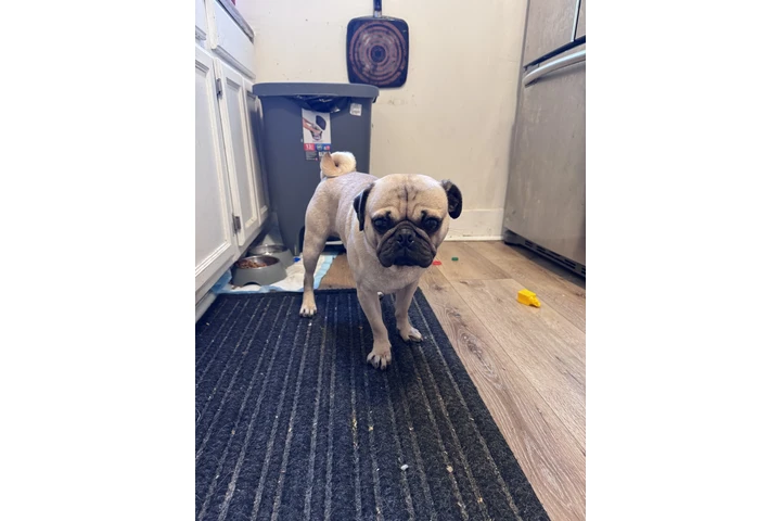 $800 : Pug image 2