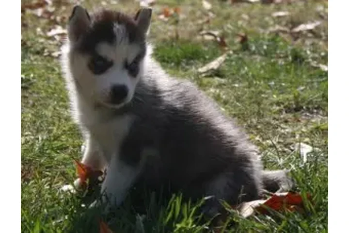 $1200 : Cute Siberian Husky puppies image 2
