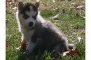 $1200 : Cute Siberian Husky puppies thumbnail