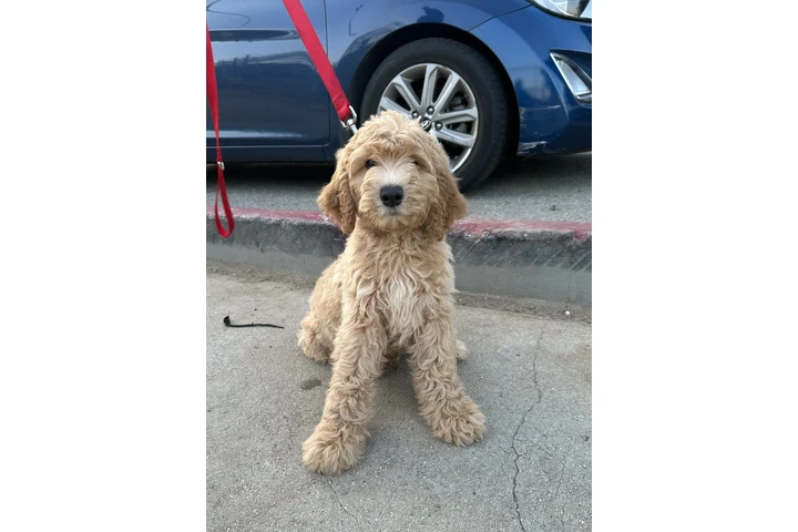 $1300 : Goldendoodle image 1
