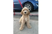 Goldendoodle