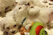 Maltese Puppies Available en Atlanta