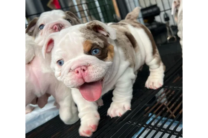 $350 : Cachorros de Bulldog Inglés image 2