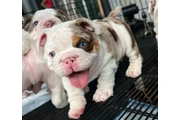 $350 : Cachorros de Bulldog Inglés thumbnail
