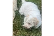 $1200 : Lagotto Romagnolo puppies thumbnail
