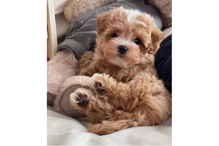 $550 : Maltipoo puppies image 2