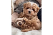 $550 : Maltipoo puppies thumbnail
