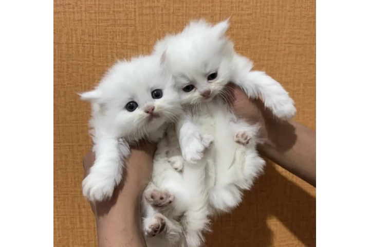 $300 : Gatito Persian  disponible image 1