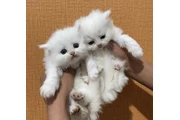 Gatito Persian  disponible en Ponce