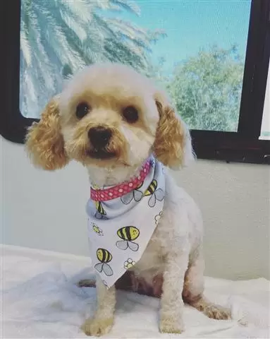 Dogs r us image 1