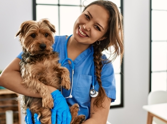 En Los Ángeles hay muchos veterinarios que hablan español