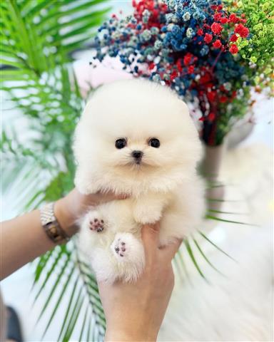 $350 : Cachorro Pomerania taza de té image 3