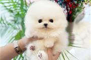 $350 : Cachorro Pomerania taza de té thumbnail