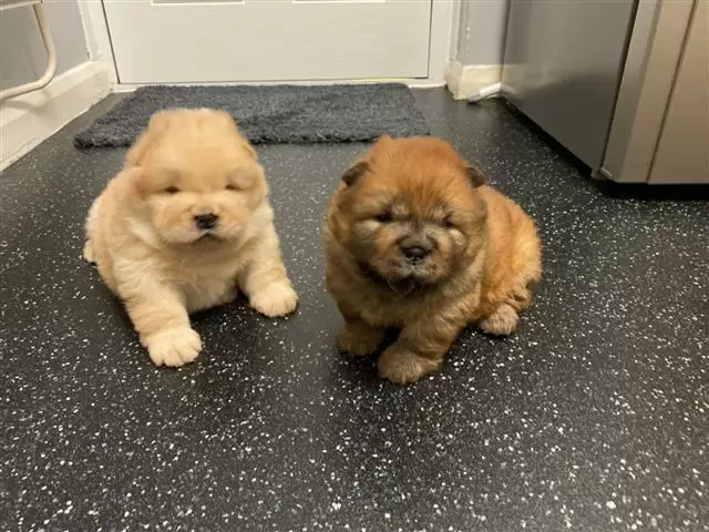 $480 : Beautiful playful chow chow. image 2