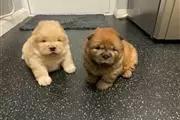 $480 : Beautiful playful chow chow. thumbnail