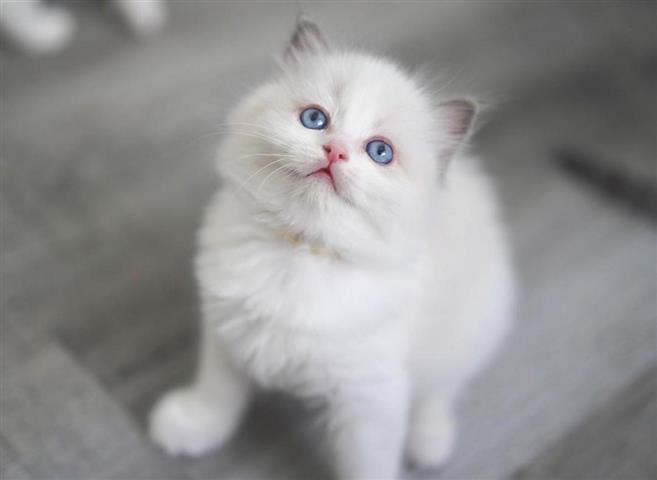 $490 : Ragdoll Beauty puppy kittens image 2