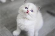 $490 : Ragdoll Beauty puppy kittens thumbnail