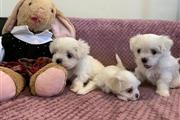 $500 : Nice and Healthy Maltese Puppi thumbnail