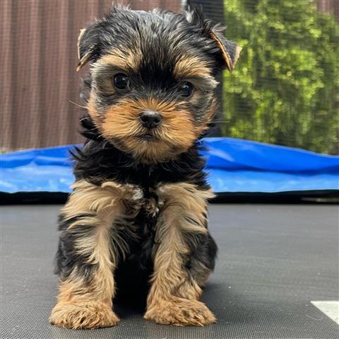 $650 : Cachorros Yorkie me llamo Max image 2