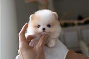 $350 : Pomeranian thumbnail