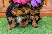 Macho cachorros yorkie en Fallsburg