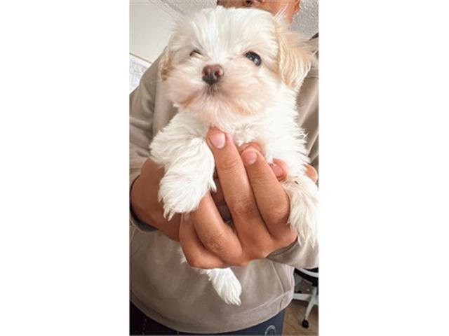 $350 : Cachorro Maltipoo en venta image 10