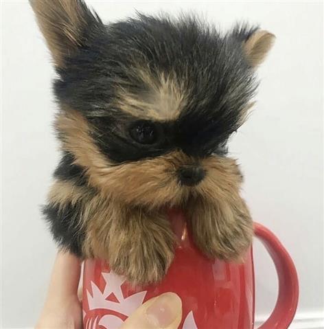 $400 : Teacup Yorkie image 3