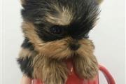 $400 : Teacup Yorkie thumbnail