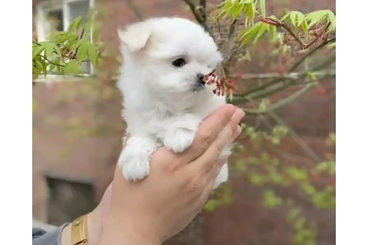 $350 : Taza de té Cachorros malteses image 2