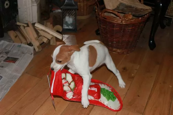 $600 : buy Jack Russell puppies image 1