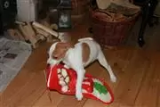 buy Jack Russell puppies en Birmingham