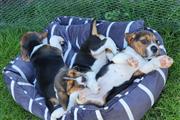 $500 : Cute Beagle Puppies for sale thumbnail