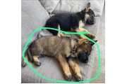 Cachorros de pastor alemán en Atlanta