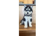 Siberian Husky Puppies en Los Angeles
