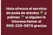 🌳🪵TREE SERVICE🌴🪾 en San Bernardino