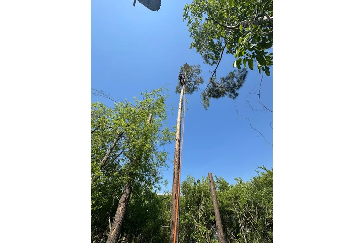 Professional Tree Services image 8